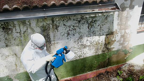 Trusted Black Mold Removal service in Williamsburg, PA - Cheap Mold Removal